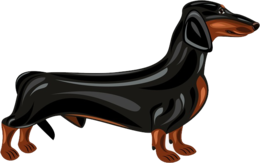 animals & Dachshund free transparent png image.