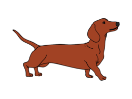 animals & Dachshund free transparent png image.