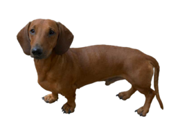 animals & dachshund free transparent png image.