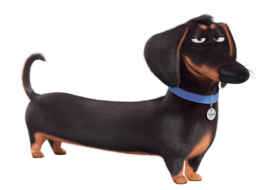 animals & Dachshund free transparent png image.