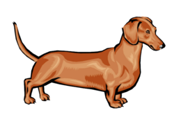 animals & dachshund free transparent png image.