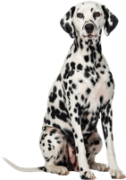 animals & dalmatian free transparent png image.