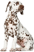 animals & dalmatian free transparent png image.