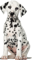 animals & Dalmatian free transparent png image.