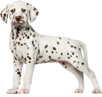 animals & dalmatian free transparent png image.