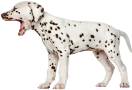 animals & dalmatian free transparent png image.