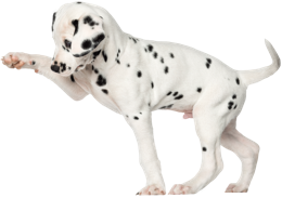 animals & Dalmatian free transparent png image.