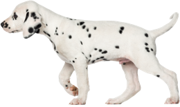 animals & dalmatian free transparent png image.