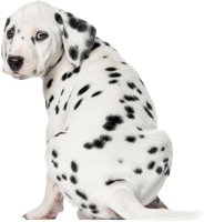 animals & dalmatian free transparent png image.