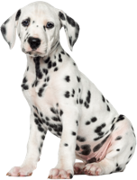 animals & Dalmatian free transparent png image.