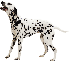 animals & dalmatian free transparent png image.