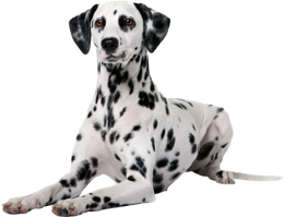 animals & Dalmatian free transparent png image.