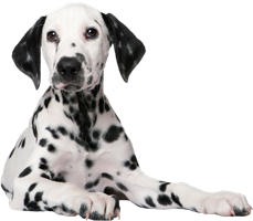 animals & Dalmatian free transparent png image.