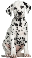 animals & Dalmatian free transparent png image.