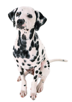 animals & Dalmatian free transparent png image.