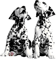 animals & dalmatian free transparent png image.