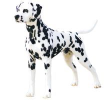 animals & Dalmatian free transparent png image.