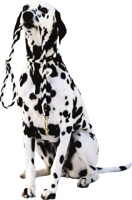 animals & dalmatian free transparent png image.