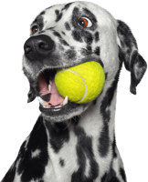 animals & dalmatian free transparent png image.