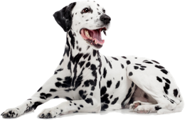 animals & dalmatian free transparent png image.