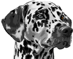 animals & Dalmatian free transparent png image.