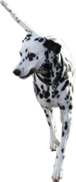 animals & Dalmatian free transparent png image.