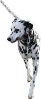 animals & dalmatian free transparent png image.