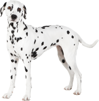 animals & dalmatian free transparent png image.