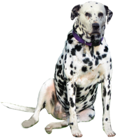 animals & dalmatian free transparent png image.