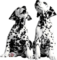 animals & Dalmatian free transparent png image.