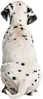 animals & Dalmatian free transparent png image.