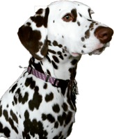 animals & Dalmatian free transparent png image.