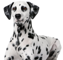 animals & dalmatian free transparent png image.