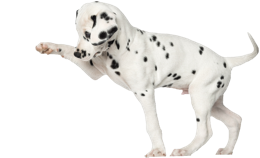 animals & Dalmatian free transparent png image.