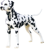 animals & Dalmatian free transparent png image.