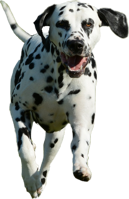 Dalmatian&animals png image