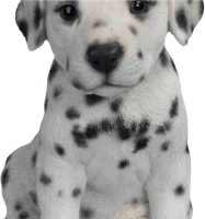 animals & dalmatian free transparent png image.