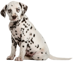 animals & dalmatian free transparent png image.