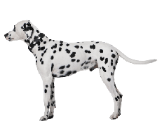 animals & dalmatian free transparent png image.