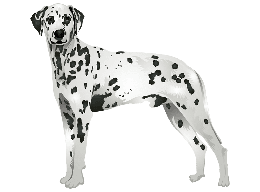 animals & dalmatian free transparent png image.