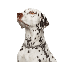 animals & Dalmatian free transparent png image.