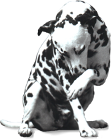 animals & dalmatian free transparent png image.