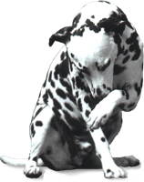 animals & Dalmatian free transparent png image.