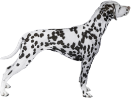 animals & dalmatian free transparent png image.