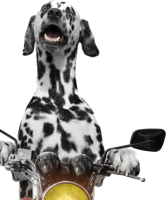 animals & dalmatian free transparent png image.