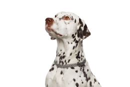 animals & Dalmatian free transparent png image.