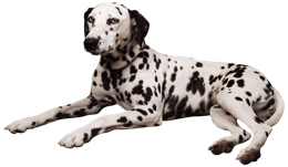 animals & dalmatian free transparent png image.