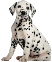 animals & dalmatian free transparent png image.