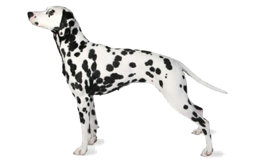 animals & dalmatian free transparent png image.