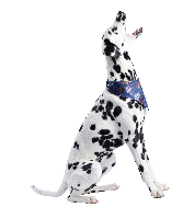 animals & Dalmatian free transparent png image.